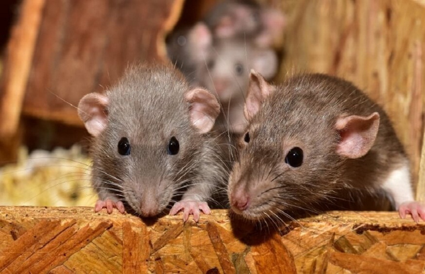 5 Signs You Need Professional Mouse Removal Services in Brisbane