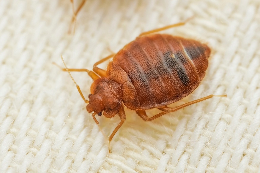 Tumwater Bed Bug Control