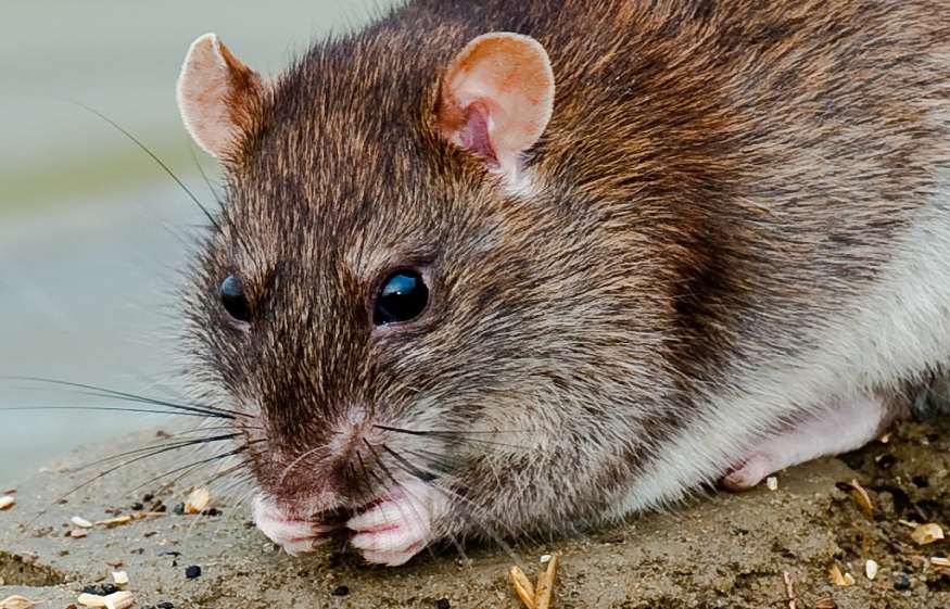 Long-Term Rodent Prevention