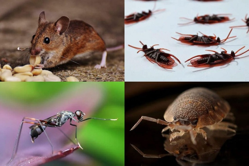 Pest Infestations