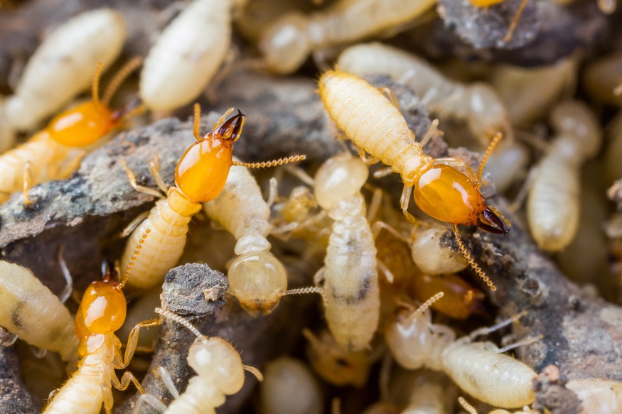 termite inspection in Melbourne